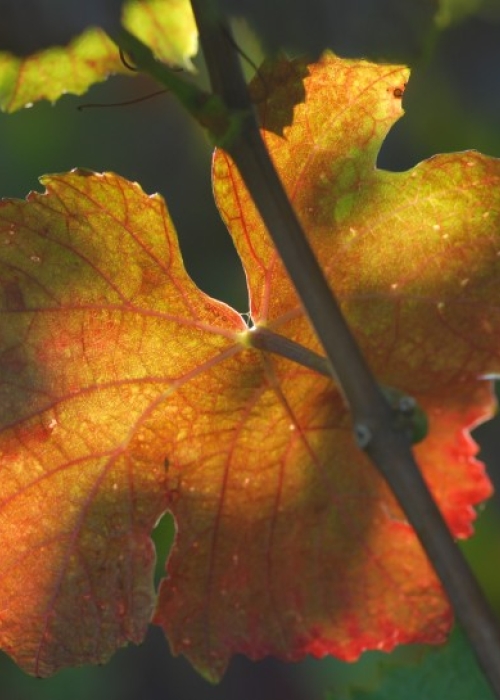Fruehburgunder Blatt 3